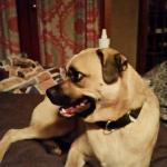 Wesley is an affectionate 2 yr old weighing about 38 lbs.  He's a friendly, fun and energetic Pug/Lab mix.