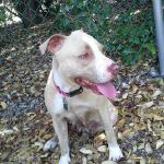 Brandy is a fine girl of 4 yrs and 62 lbs.  She loves people and would be a great companion dog.  She's going through heartworm treatment now and needs a quiet place to recover.
